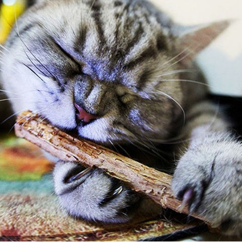 Catnip  Chew Toy for Pet Kitten