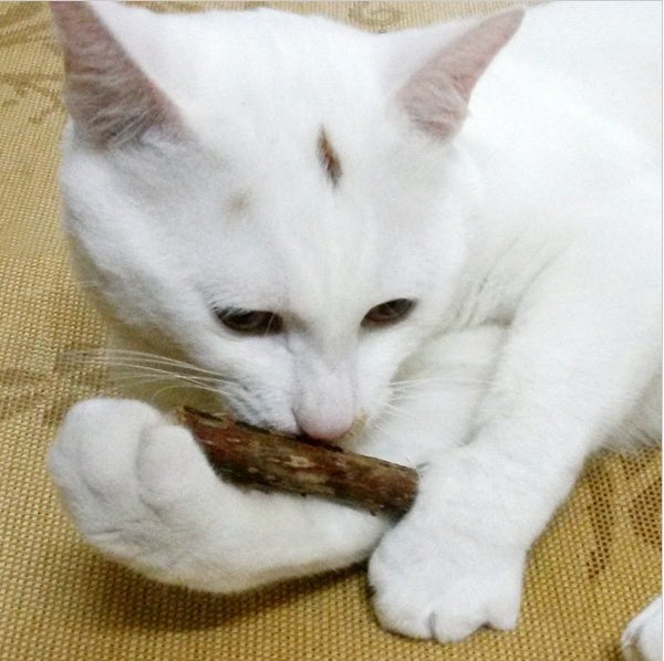 Catnip  Chew Toy for Pet Kitten