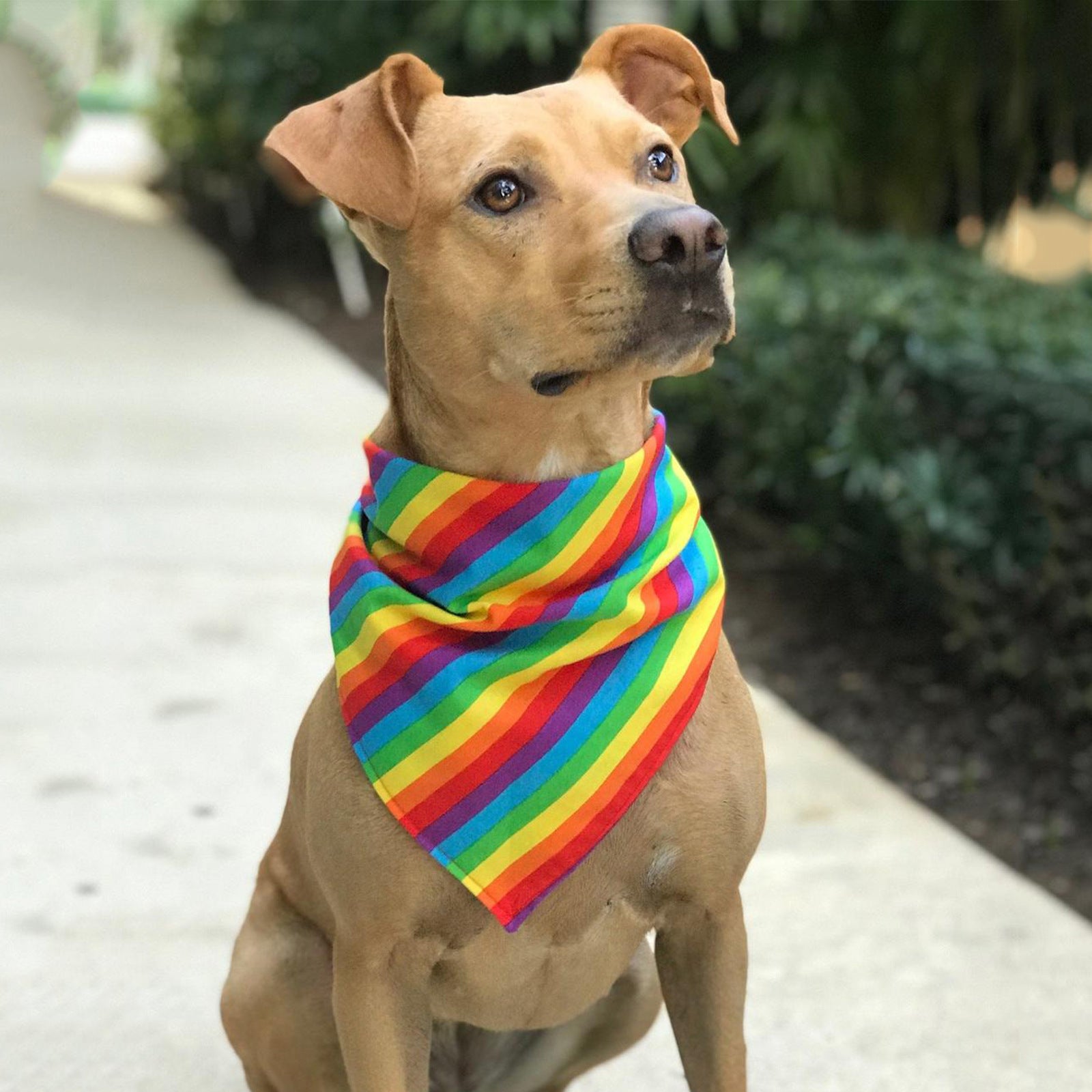 Rainbow Pet Scarf