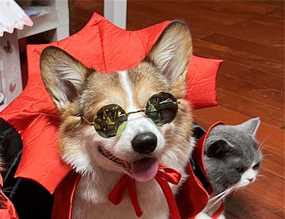 Halloween Pet Costume