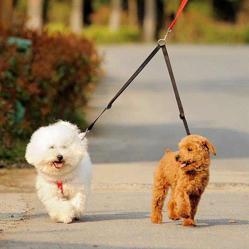 Twin Walking Leash