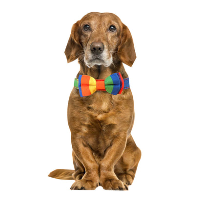 Halsband Pet Rainbow Collar Cat Dog