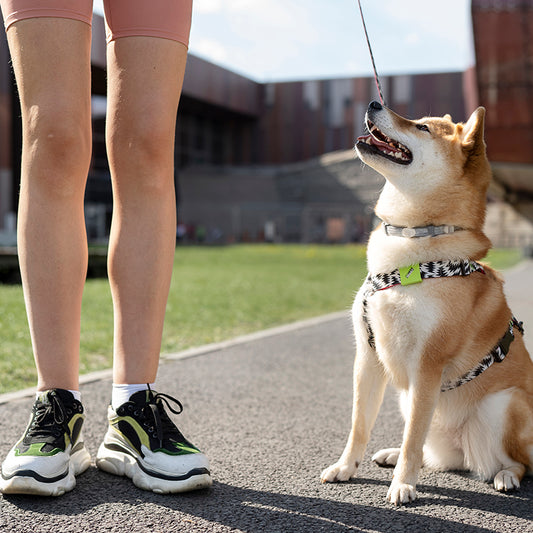 Strong Bungee Dog Leash