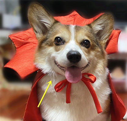 Halloween Pet Costume